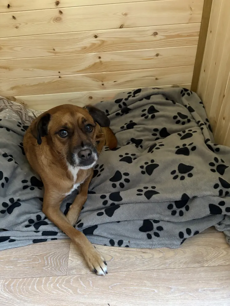 Deb's dog relaxing on a blanket inside the Dory Pod